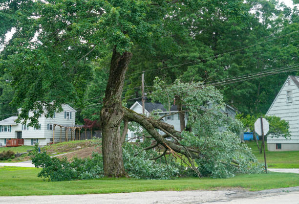 How Our Tree Care Process Works  in Beesleys Point, NJ